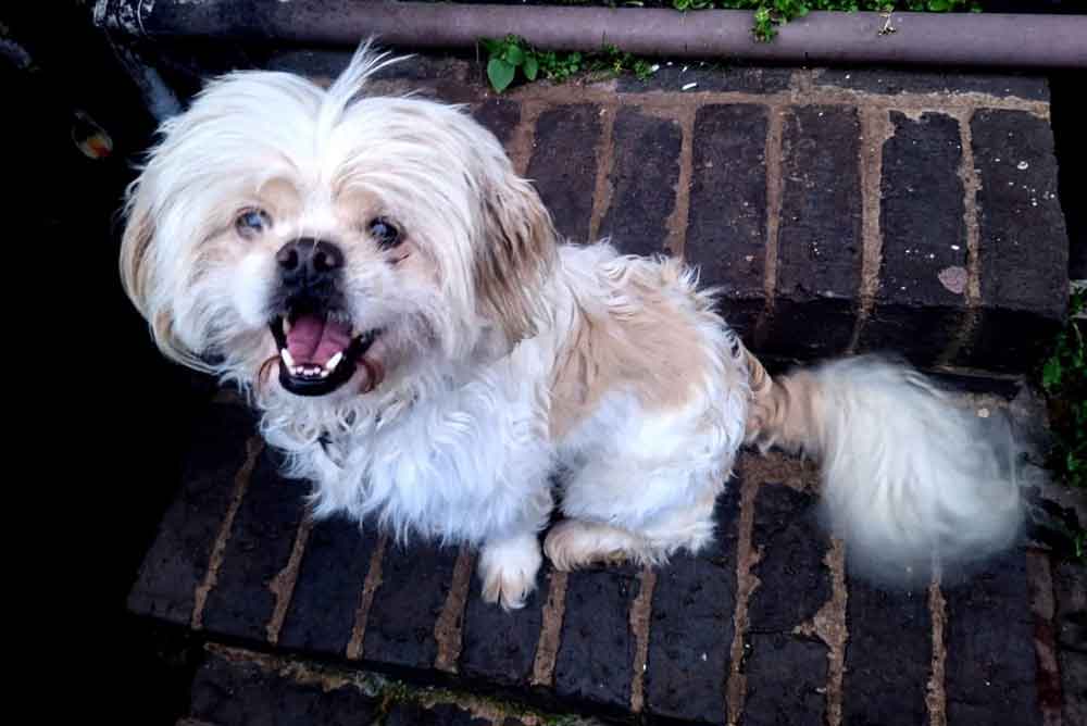 #249 ALREADY ADOPTED – Gauteng, Roodepoort ~ Adopt Peke-A-Tese Male Lulu