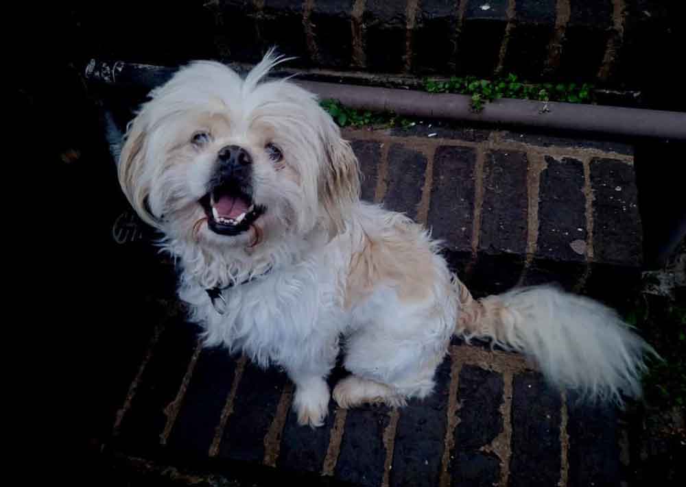 5-year-old Peke-A-Tese male