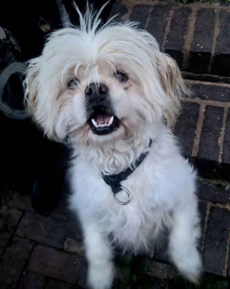 5-year-old Peke-A-Tese male