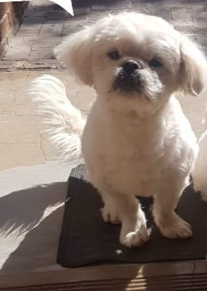 5-year-old Peke-A-Tese male