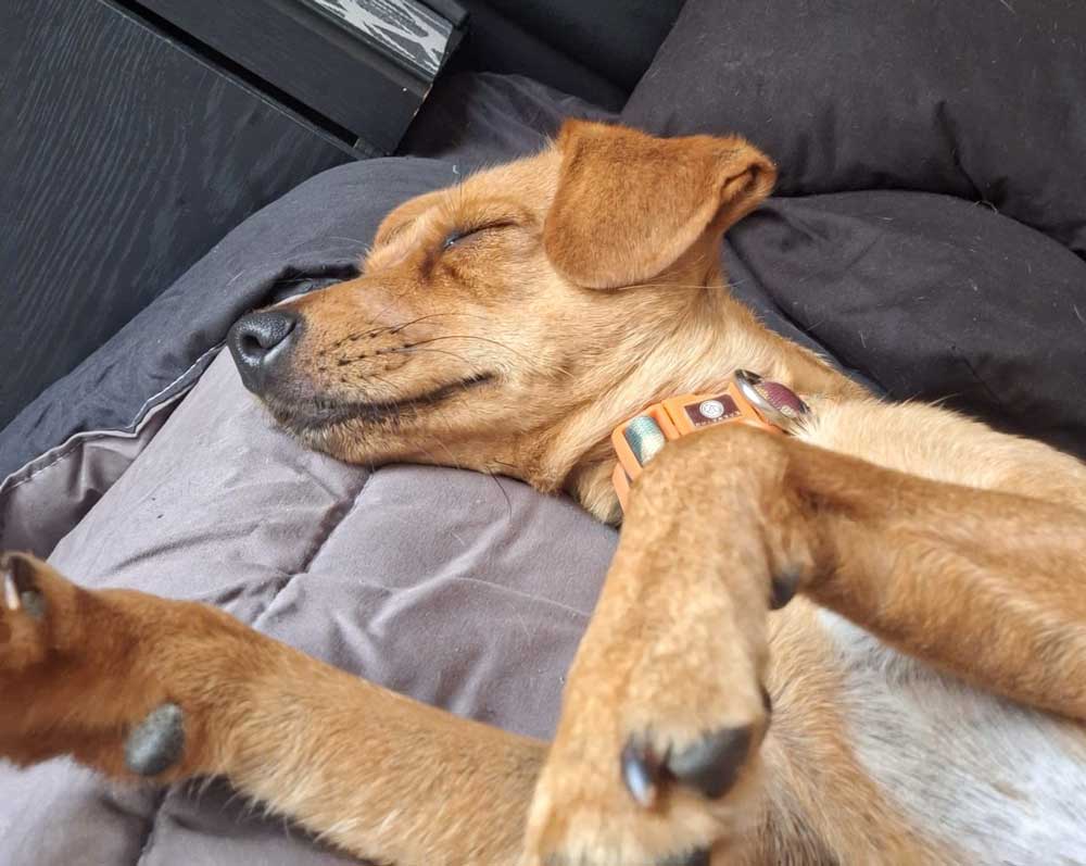 female Dachshund puppy