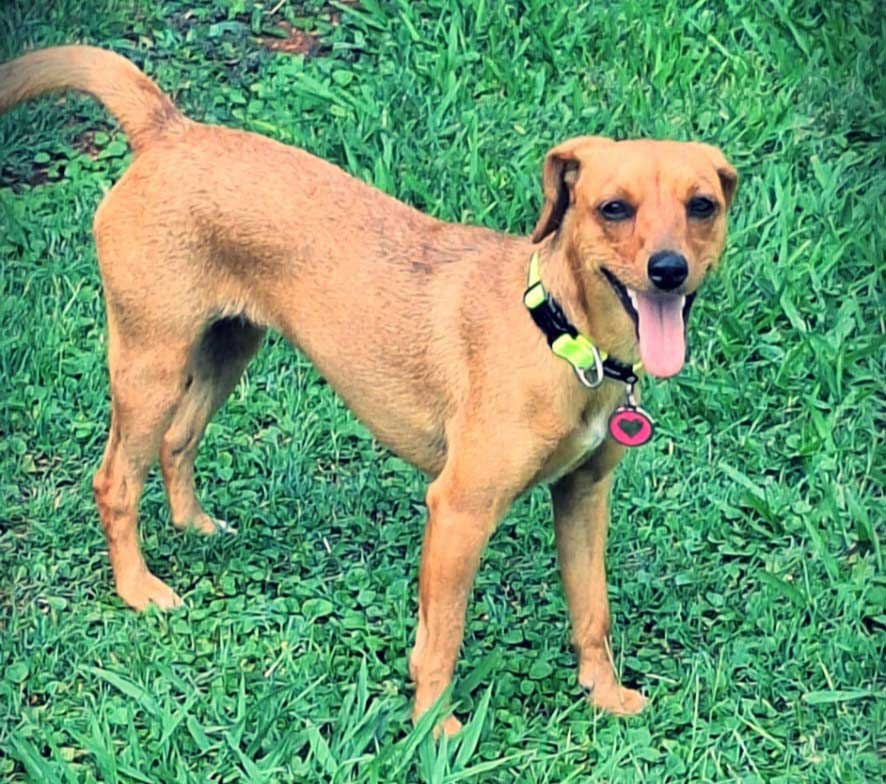 Luna female Dachshund cross puppy 4