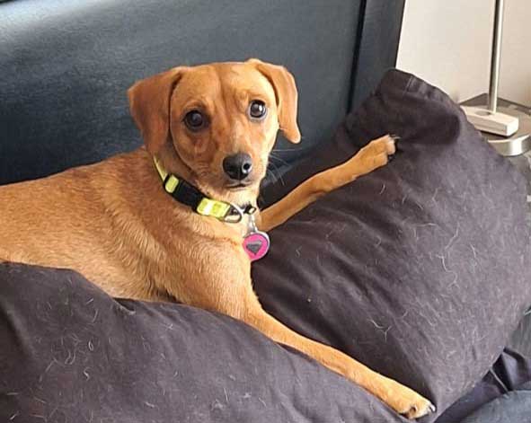 #241Gauteng, Pretoria ~ Adopt Dachshund Mix Puppy