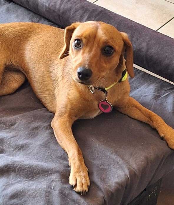 11 month old female Dachshund mix puppy