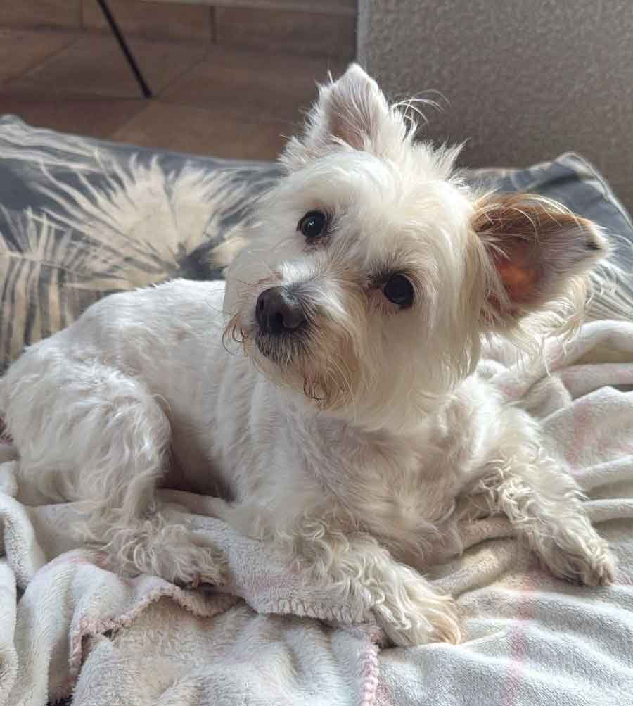 7-year-old female Maltese mix 