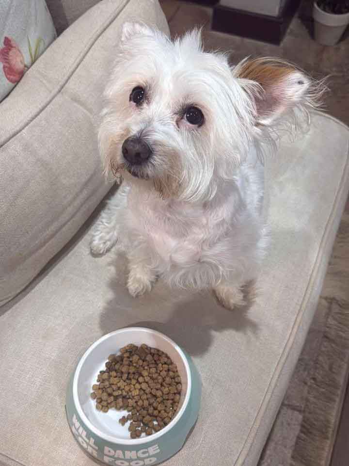 Maltese cross Female