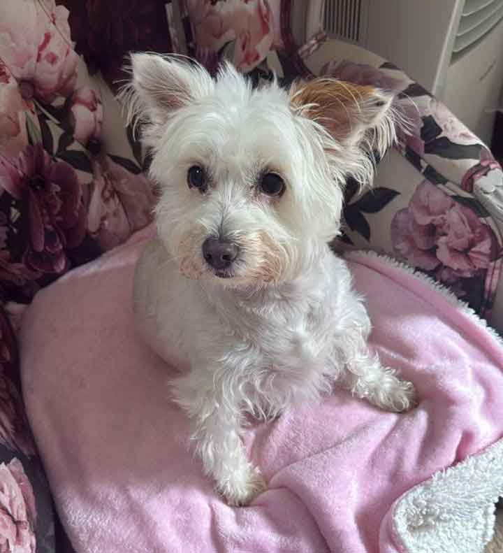 Senior Female Maltese