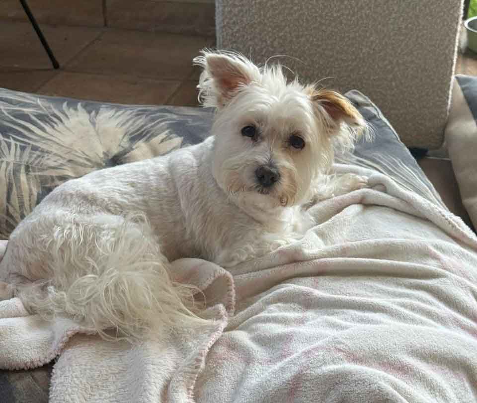 7-year-old female Maltese mix 