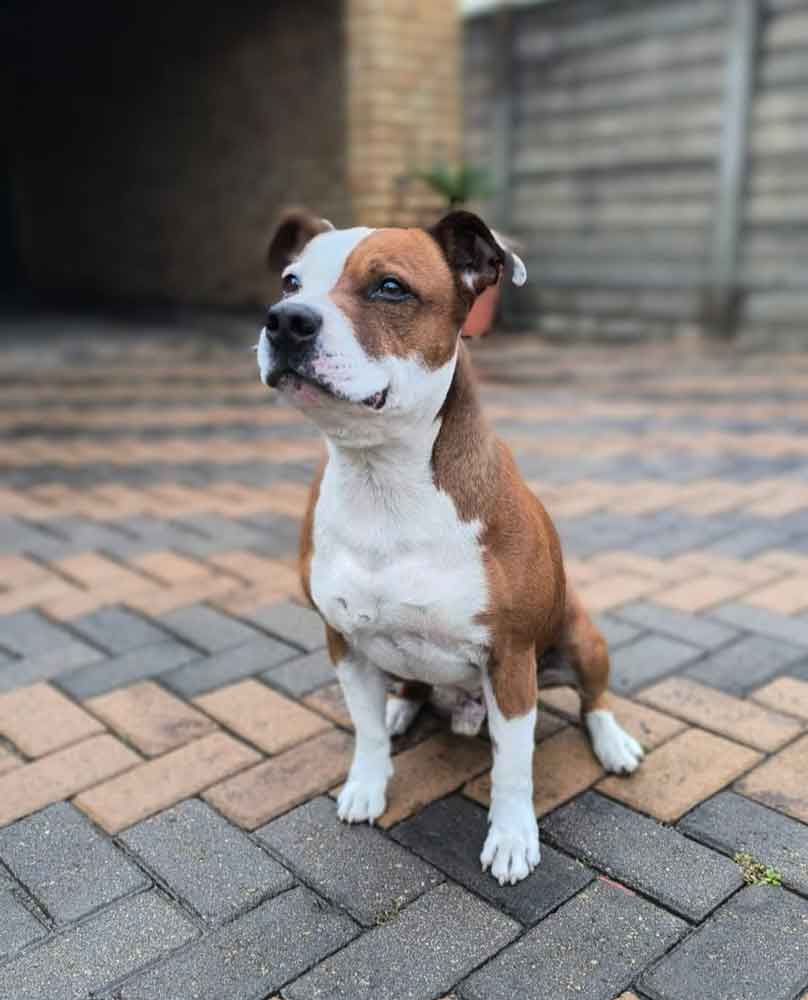 Staffordshire Terrier male
