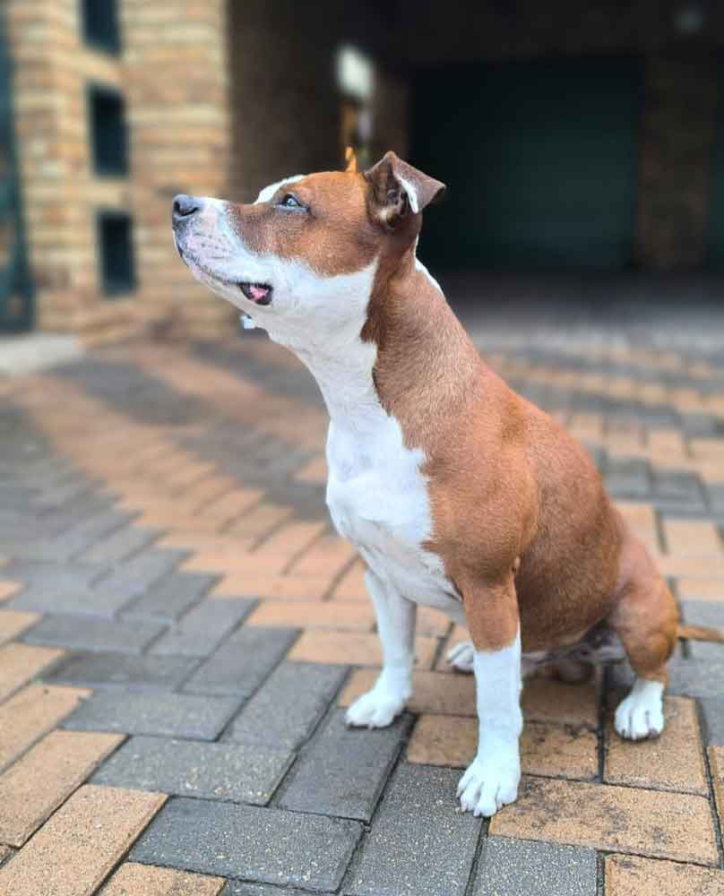 5 year old male Staffy