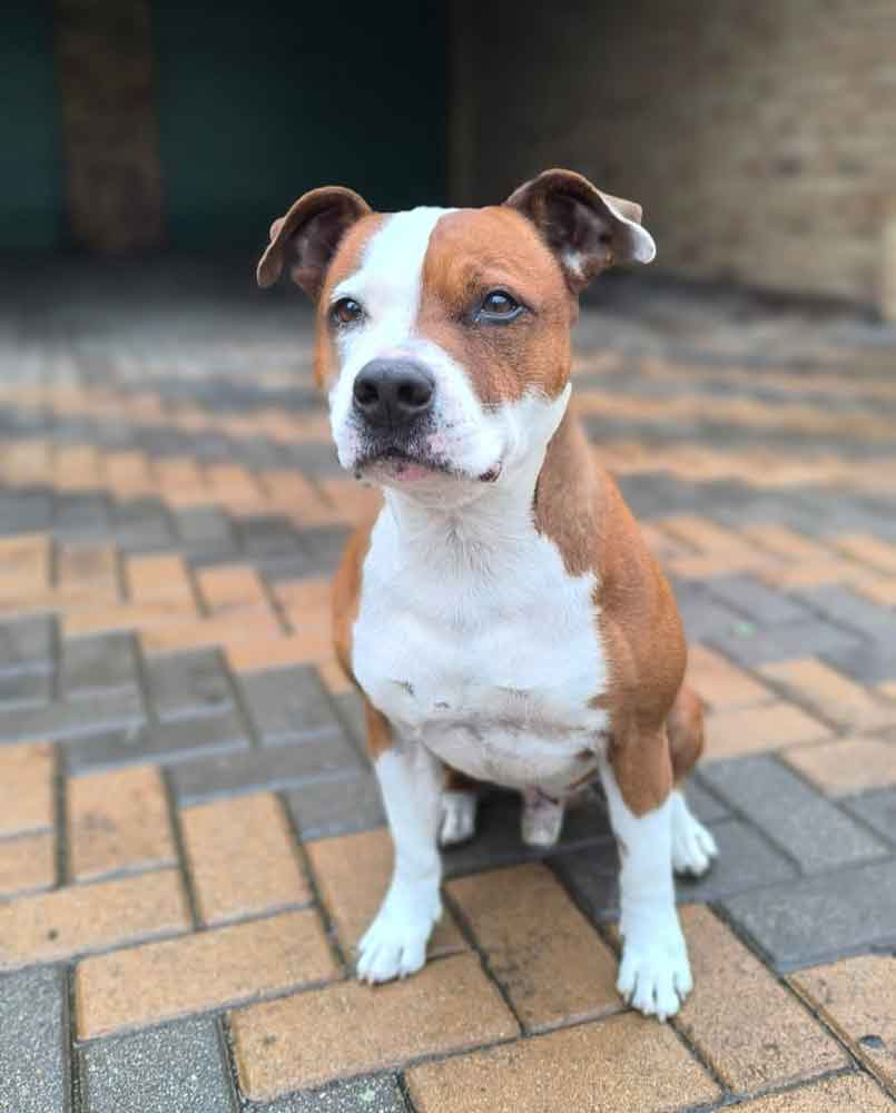 Red and white male Staffordshire Bull Terrier Milo sitting patiently by the gate, waiting for his family