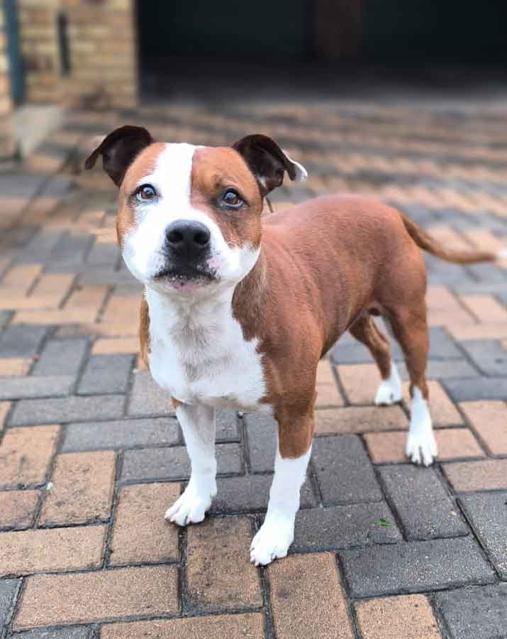 #239 Gauteng, Boksburg ~ Adopt Milo Male Staffordshire Bull Terrier (Staffy)
