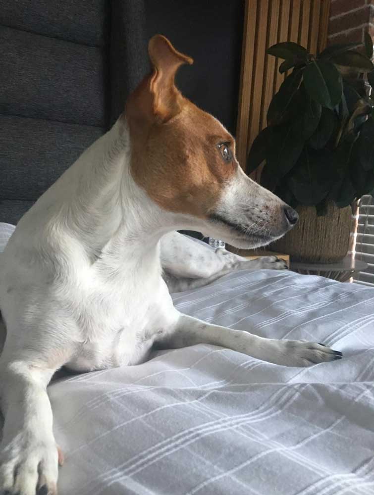 Mina is a beautiful 2-year-old Jack Russell Terrier