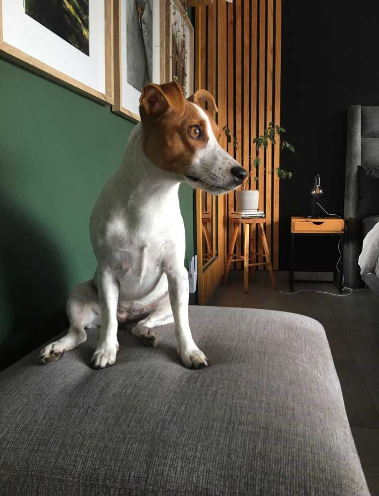 only-dog Jack Russell