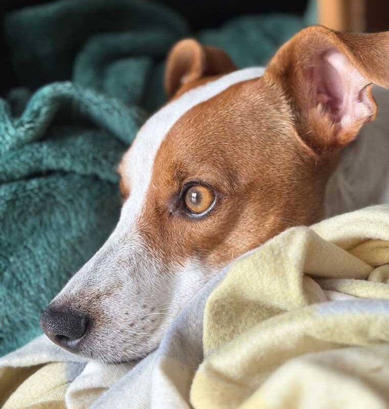 Adopt Mina – Urgent Only-Dog Jack Russell in Cape Town