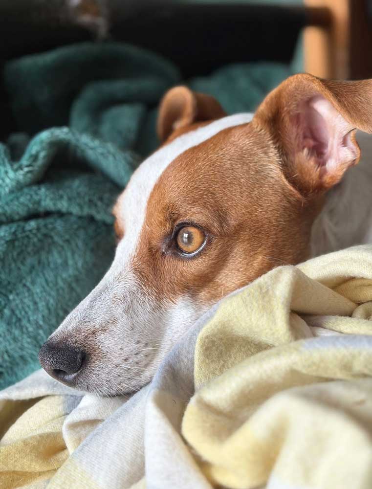 #244 Western Cape, Cape Town ~ Urgent Only-Dog Jack Russell