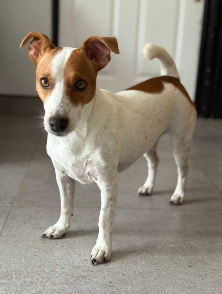 Mina- female only-dog Jack Russell