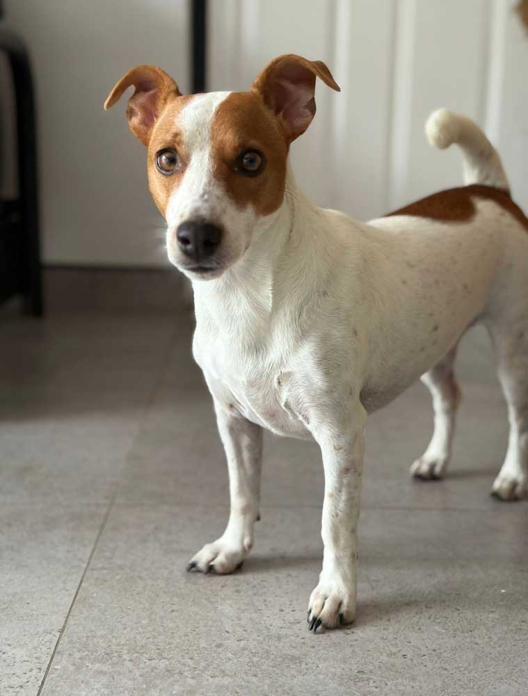 2 year old female Jack Russell