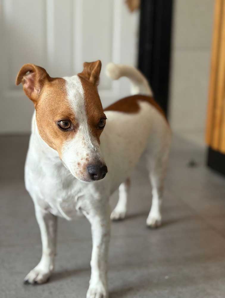 Mina is a beautiful 2-year-old Jack Russell Terrier