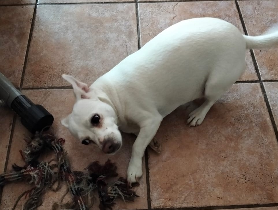 Loyal 3-Year-Old Female Jack Russell in Pretoria