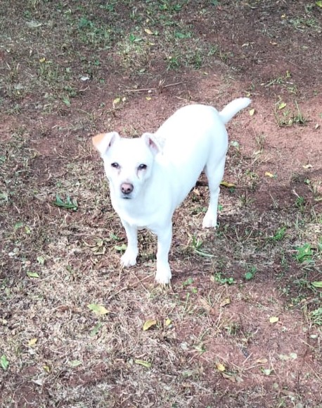 3-year-old female Jack Russell