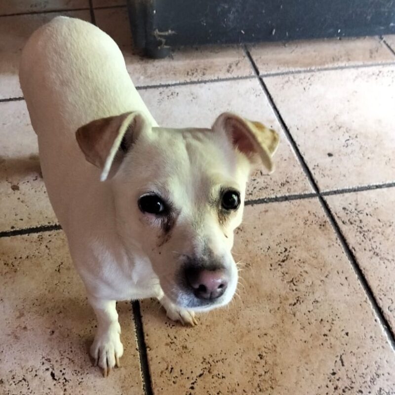 Adopt Female Jack Russell: Nala