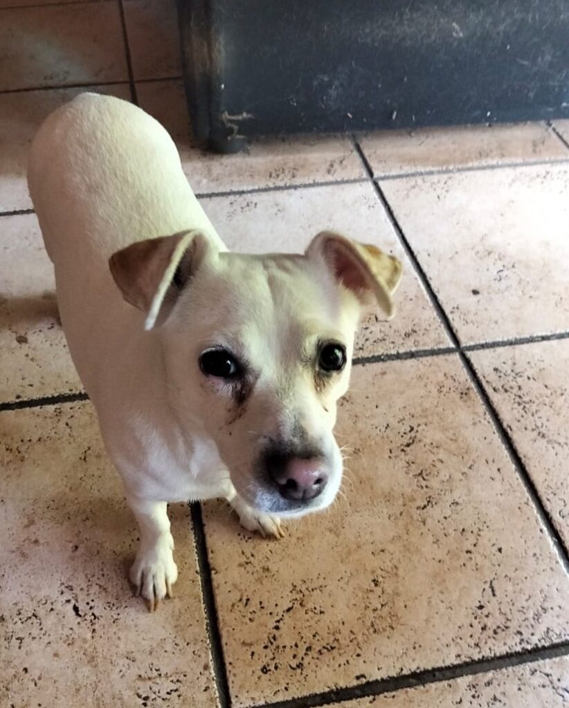 Adopt Female Jack Russell: Nala