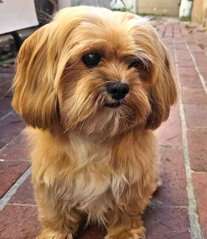 Adopt Male Shih Tzu Peanut