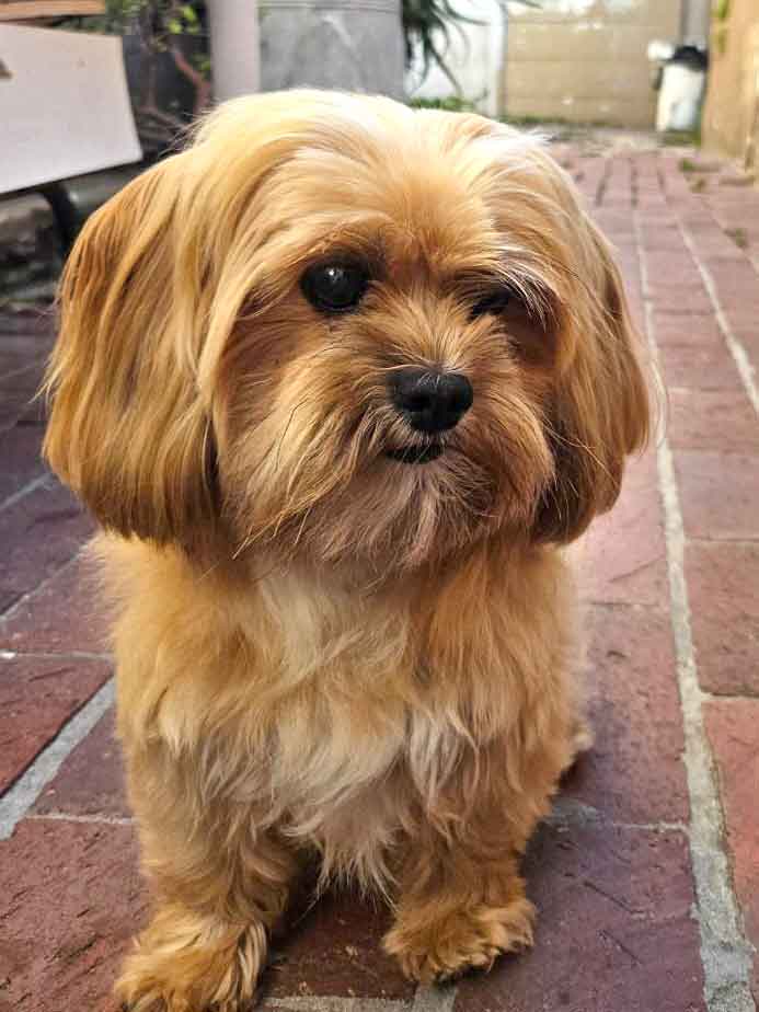 #248 ALREADY ADOPTED - Kenilworth Western Cape ~ Adopt Male Shih Tzu Peanut 1 Adopt Male Shih Tzu Peanut