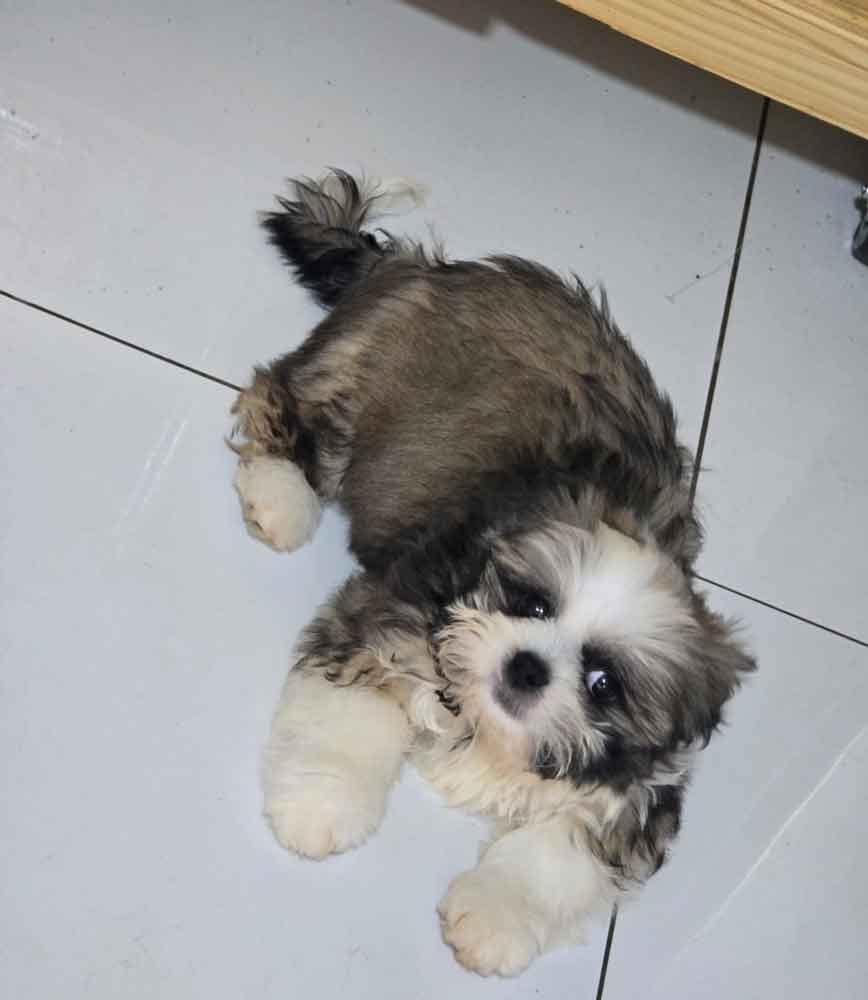 #247 ALREADY ADOPTED - Gauteng, Sandton ~ Adopt Shih Tzu Puppy Remy 7 Remy is a 15-week-old male Shih Tzu puppy