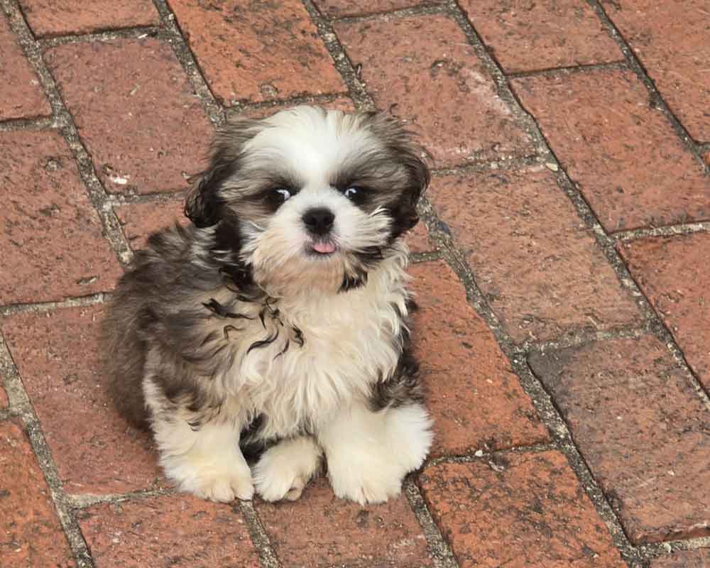 #247 ALREADY ADOPTED - Gauteng, Sandton ~ Adopt Shih Tzu Puppy Remy 5 Adopt Shih Tzu Puppy Gauteng
