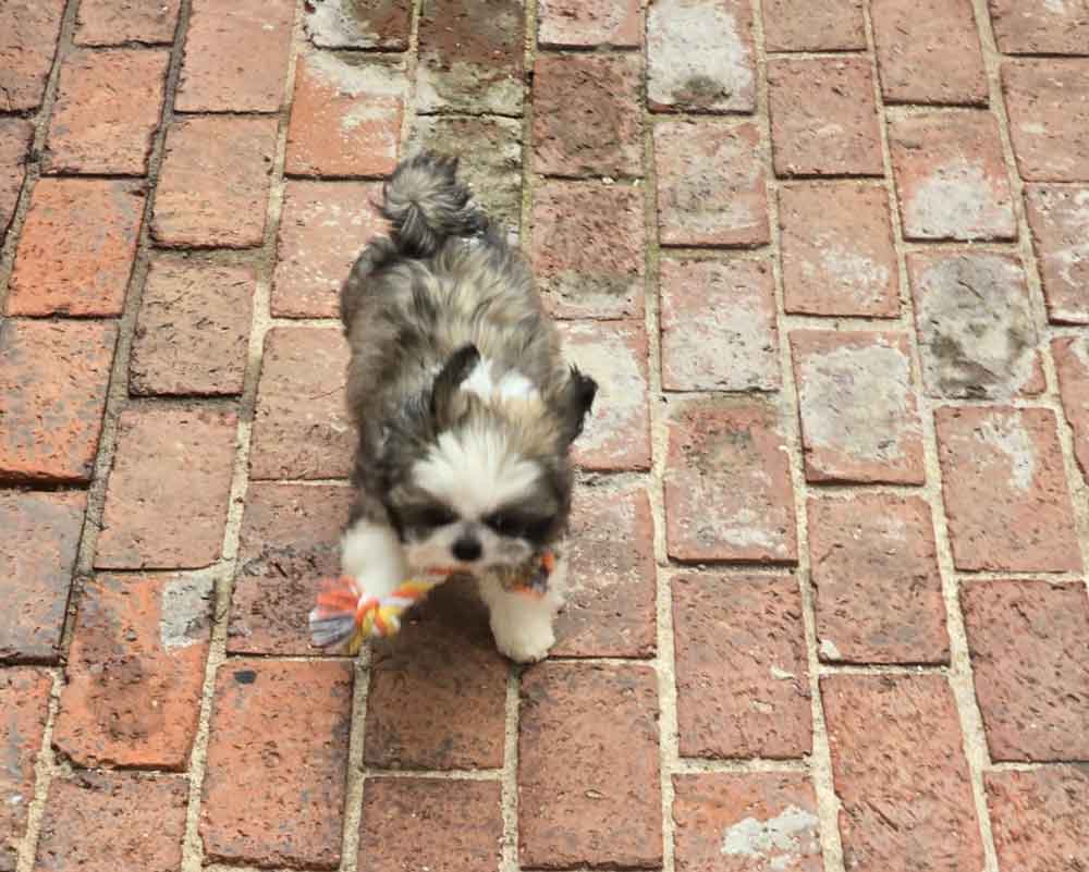 #247 ALREADY ADOPTED - Gauteng, Sandton ~ Adopt Shih Tzu Puppy Remy 6 Remy is a 15-week-old male Shih Tzu puppy