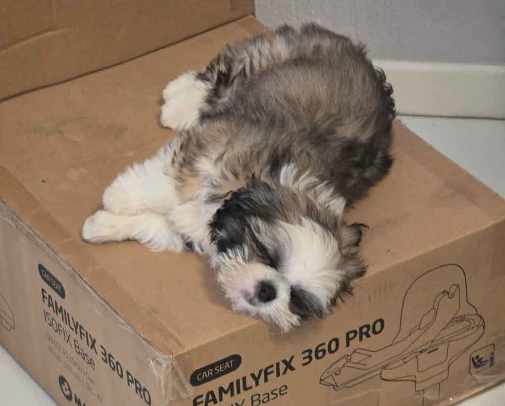 #247 ALREADY ADOPTED - Gauteng, Sandton ~ Adopt Shih Tzu Puppy Remy 3 cute male Shih Tzu Puppy