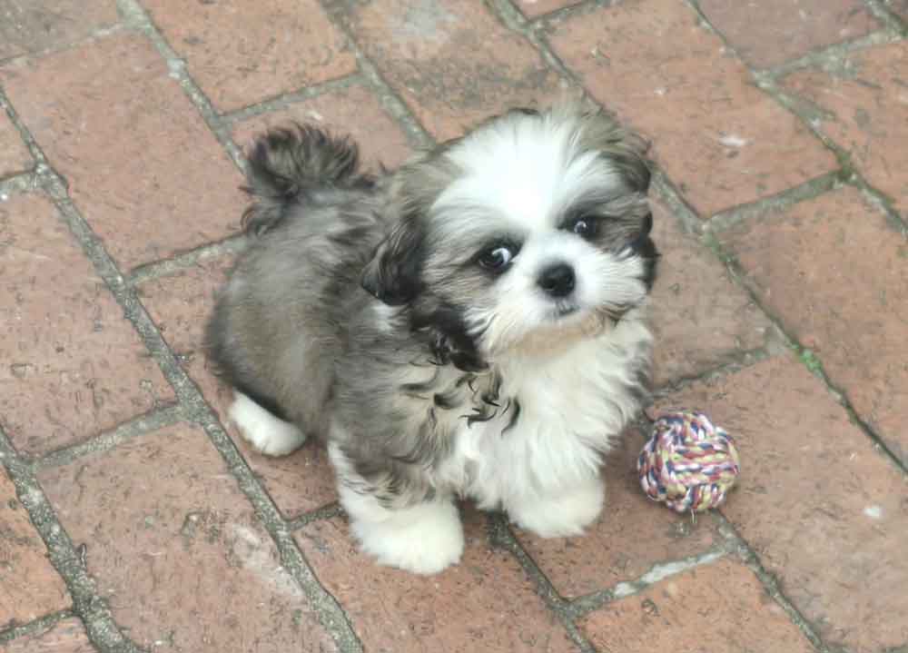#247 ALREADY ADOPTED - Gauteng, Sandton ~ Adopt Shih Tzu Puppy Remy 1 Shih Tzu Puppy