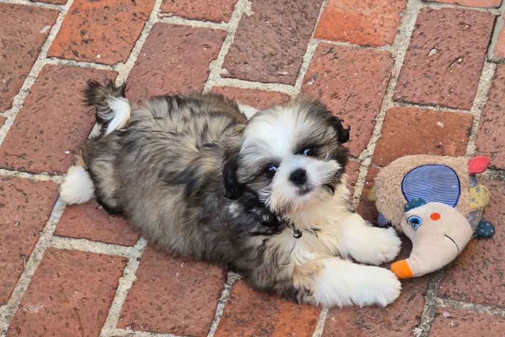 #247 ALREADY ADOPTED - Gauteng, Sandton ~ Adopt Shih Tzu Puppy Remy 2 15 week old Shih Tzu Puppy