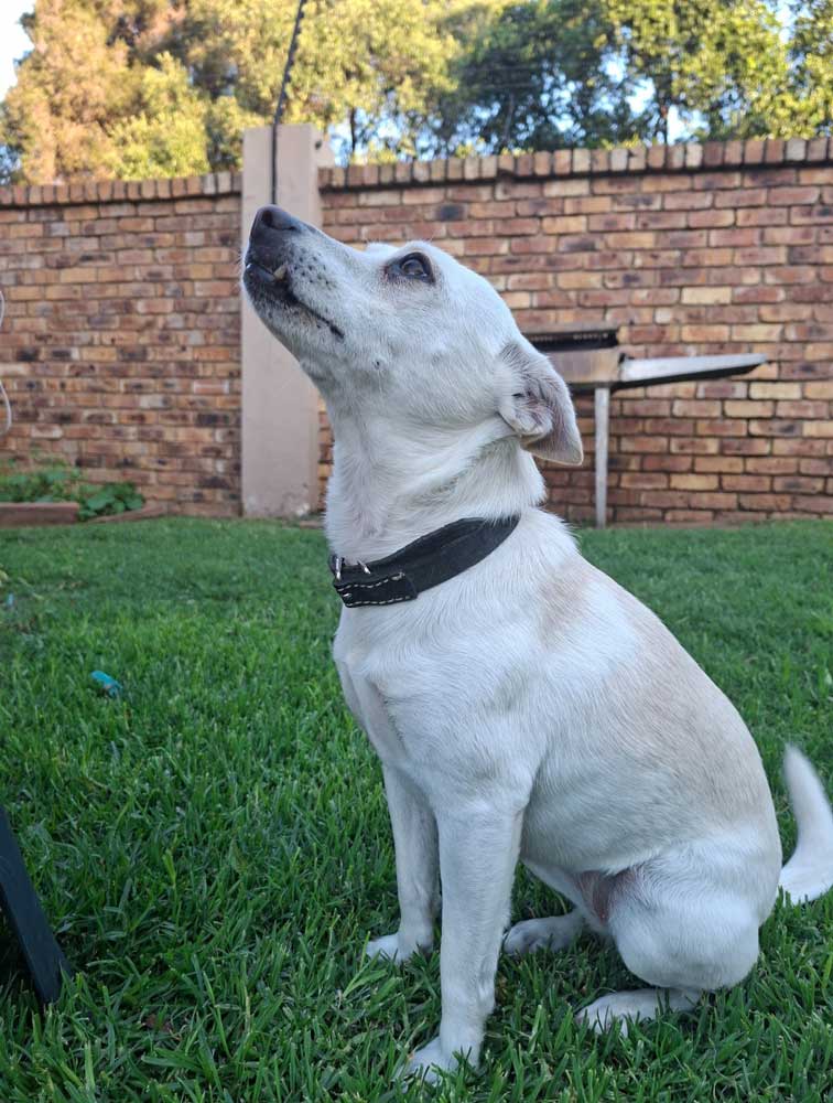 5-year-old female Jack Russell mix