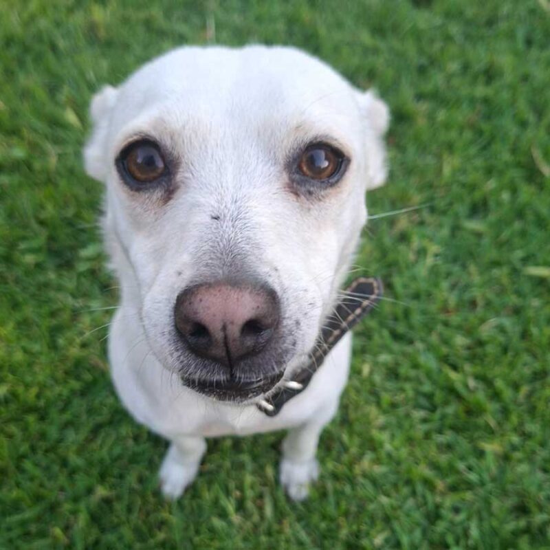 Adopt Yuki - Jack Russell Mix