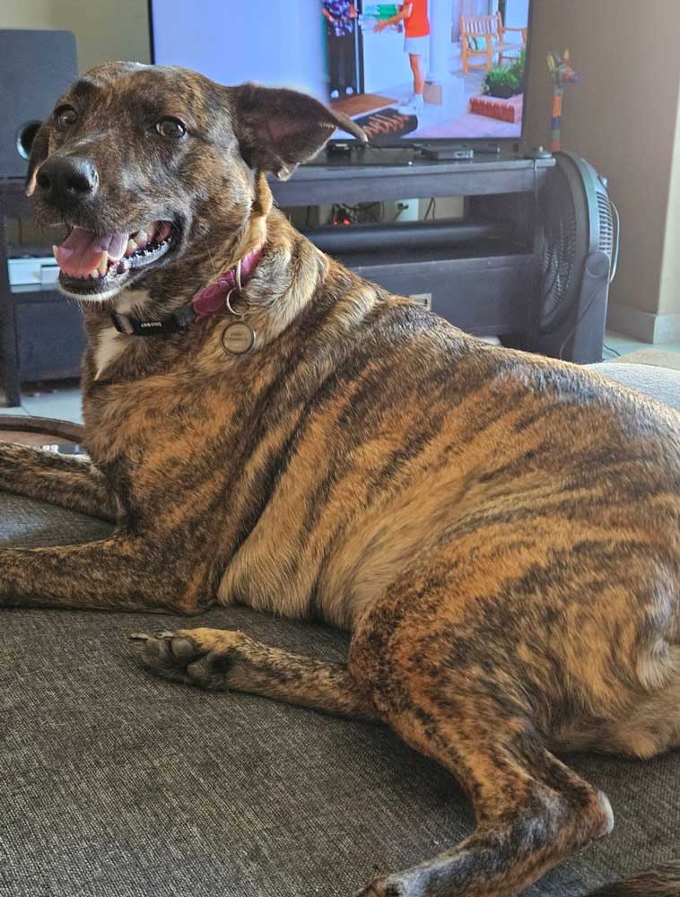 Adopt Zoey: Loving 6-Year-Old Africanus Dog Seeking Forever Home