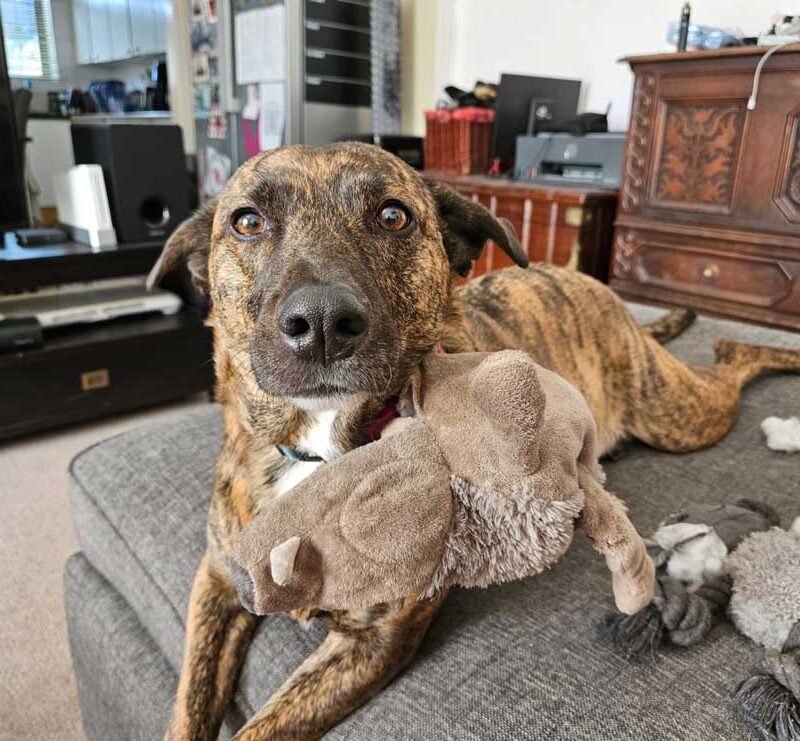 Adopt Female Africanus: Zoey