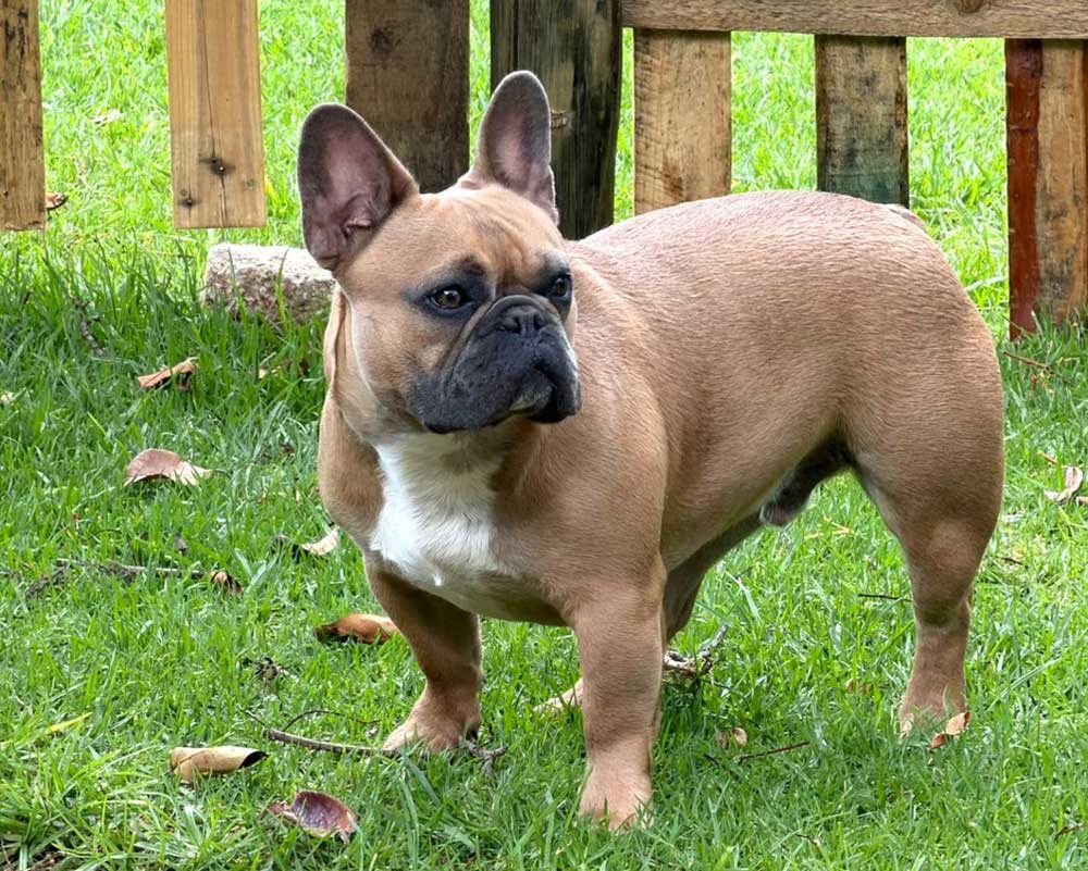  1-year-old male French Bulldog, Adopt Beaufort French Bulldog