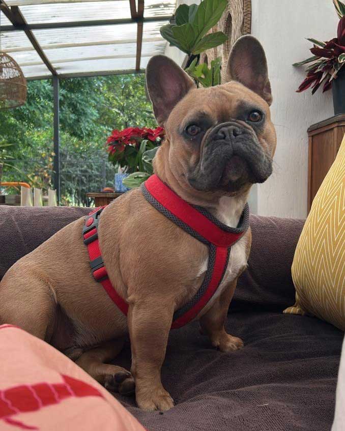 Beaufort French Bulldog