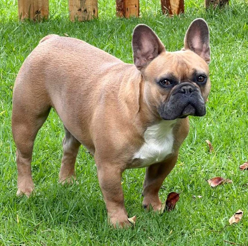 Beaufort male French Bulldog available for adoption in South Africa