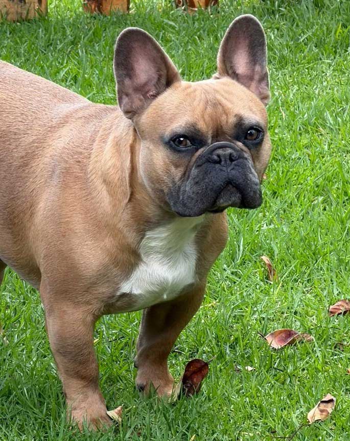 adopt Beaufort French Bulldog