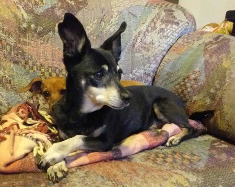 #252 Gauteng, Benoni ~ Adopt Chihuahua Cross Male Duke