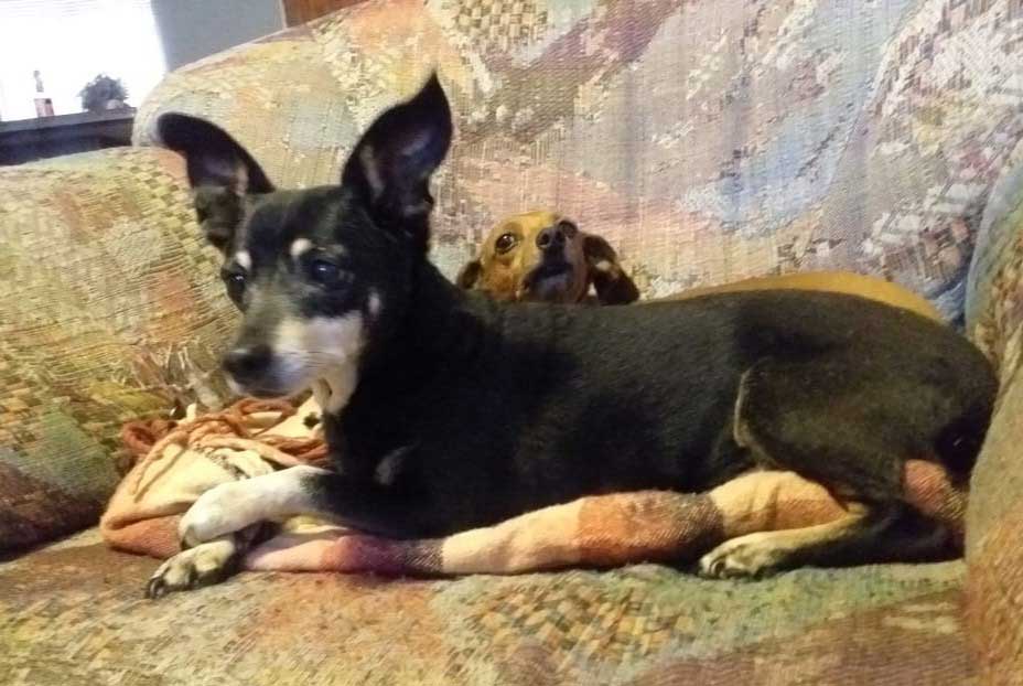 Duke is a 14-year-old male Rat-Cha (Rat Terrier x Chihuahua)