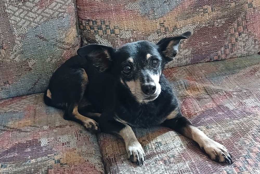 Duke is a 14-year-old male Rat-Cha (Rat Terrier x Chihuahua)