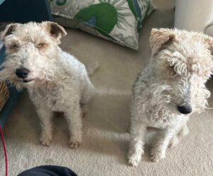 Success Stories 8 Wirehaired Fox Terrier sisters Heidi and Klara in their new forever home, a happy fox terrier adoption story. Introductory Paragraphs: