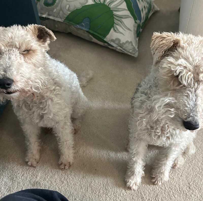 Wirehaired Fox Terrier sisters Heidi and Klara in their new forever home, a happy fox terrier adoption story. Introductory Paragraphs: