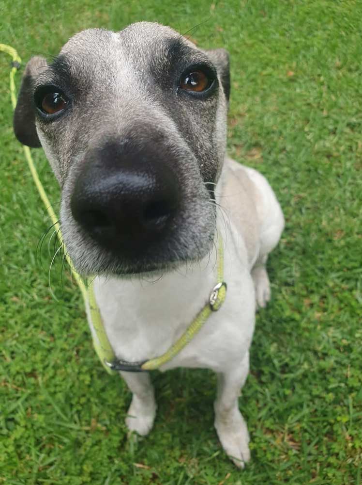 Holly female Jack Russell