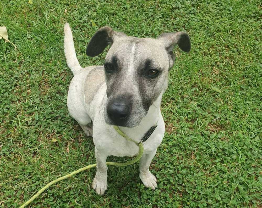 2 year old female Jack Russell cross